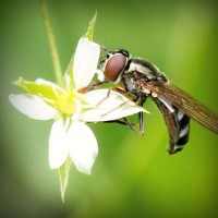 /album/ariafritta/photolia-a02-jpg/