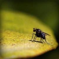 /album/ariafritta/photolia-a07-jpg/