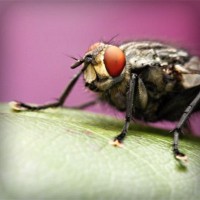 /album/ariafritta/photolia-a08-jpg/